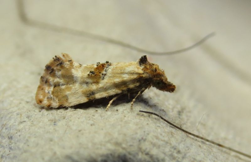 Cochylis molliculana, Tortricidae (Sicilia)